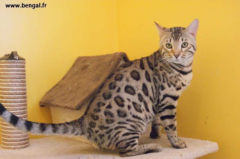 Guru Iki, male bengal brown rosetted
